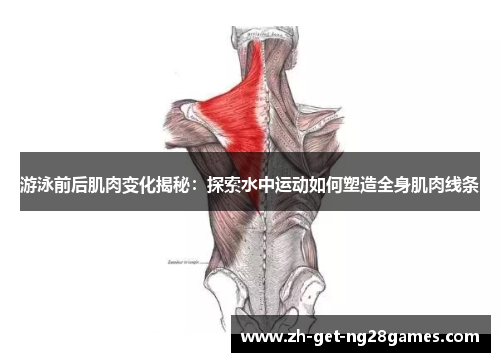 游泳前后肌肉变化揭秘:探索水中运动如何塑造全身肌肉线条 游泳前后肌肉变化揭秘:探索水中运动如何塑造全身肌肉线条